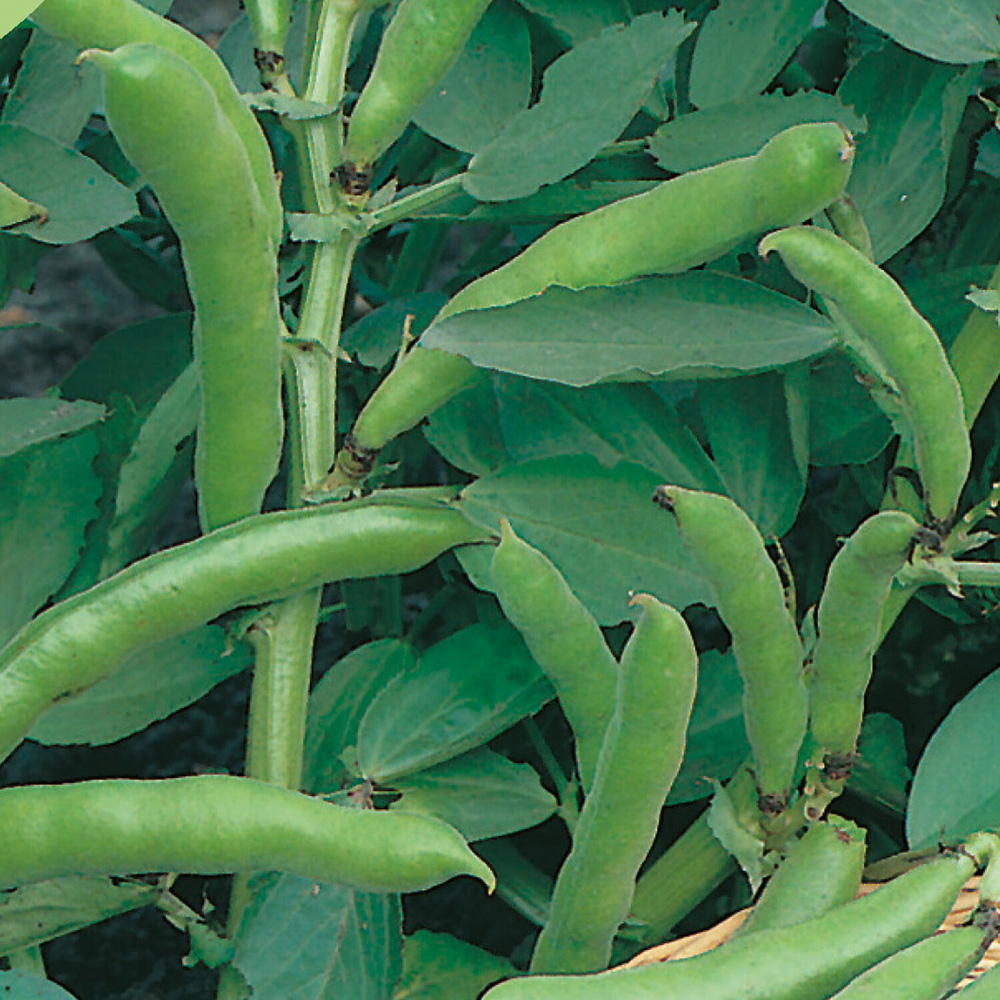 Pack of Broad Bean Dwarf The Sutton Seeds Image 2