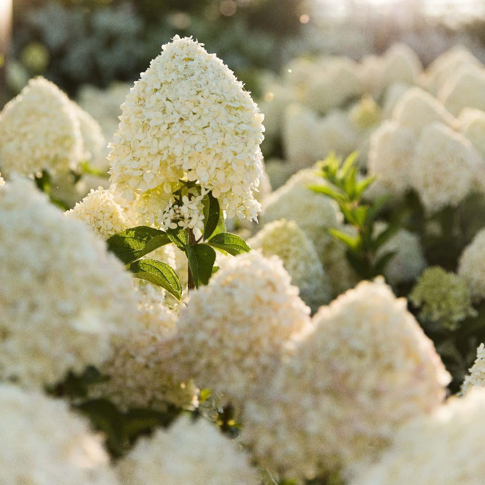 Thompson & Morgan Hydrangea Paniculata Living Cotton Cream Plant Pot 12cm Image 2
