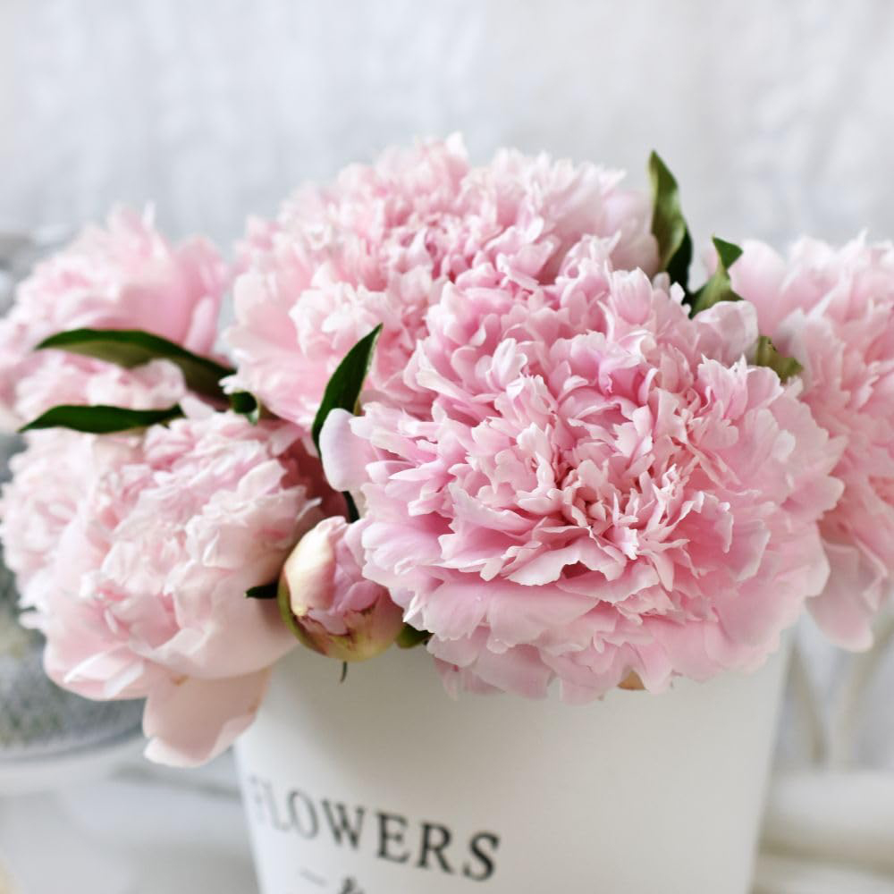 Thompson and Morgan Peony Sarah Bernhardt Tuber 2 Pack Image 2