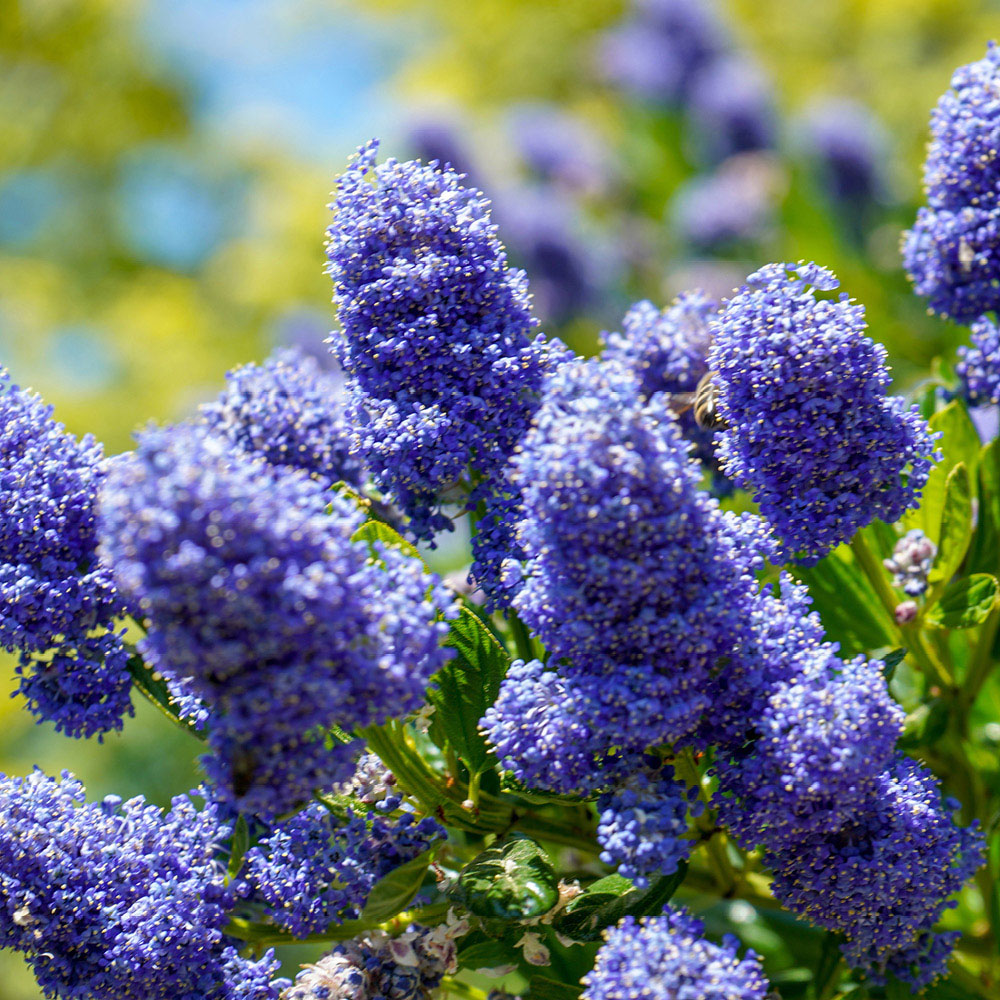 YouGarden Creeping Blue Blossom Ceanothus Thyrsiflorus Repens Plant Pot 2L Image 2