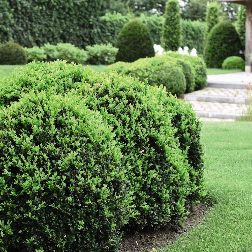Thompson and Morgan Buxus Sempervirens Plant Pot 9cm 20 Pack Image 5