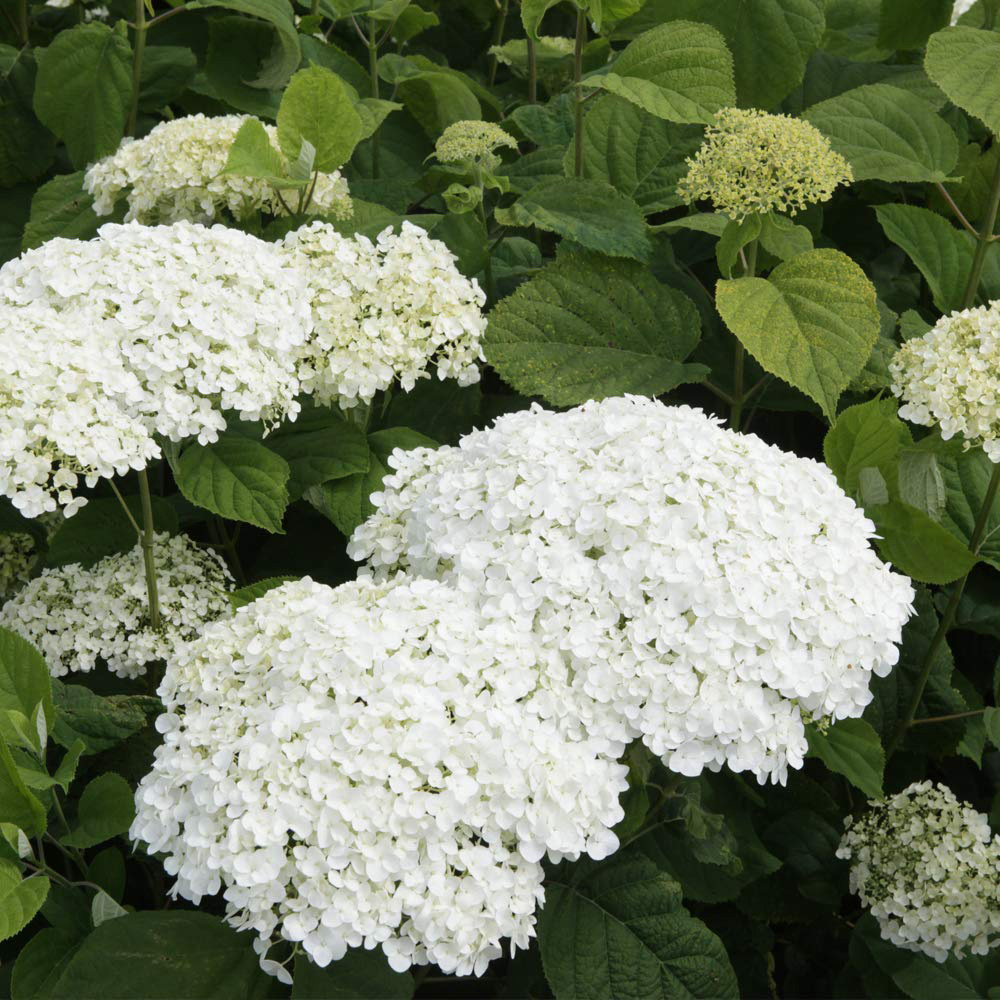 Thompson and Morgan Hydrangea Strong Annabelle Plant Pot 3L 2 Pack Image 1