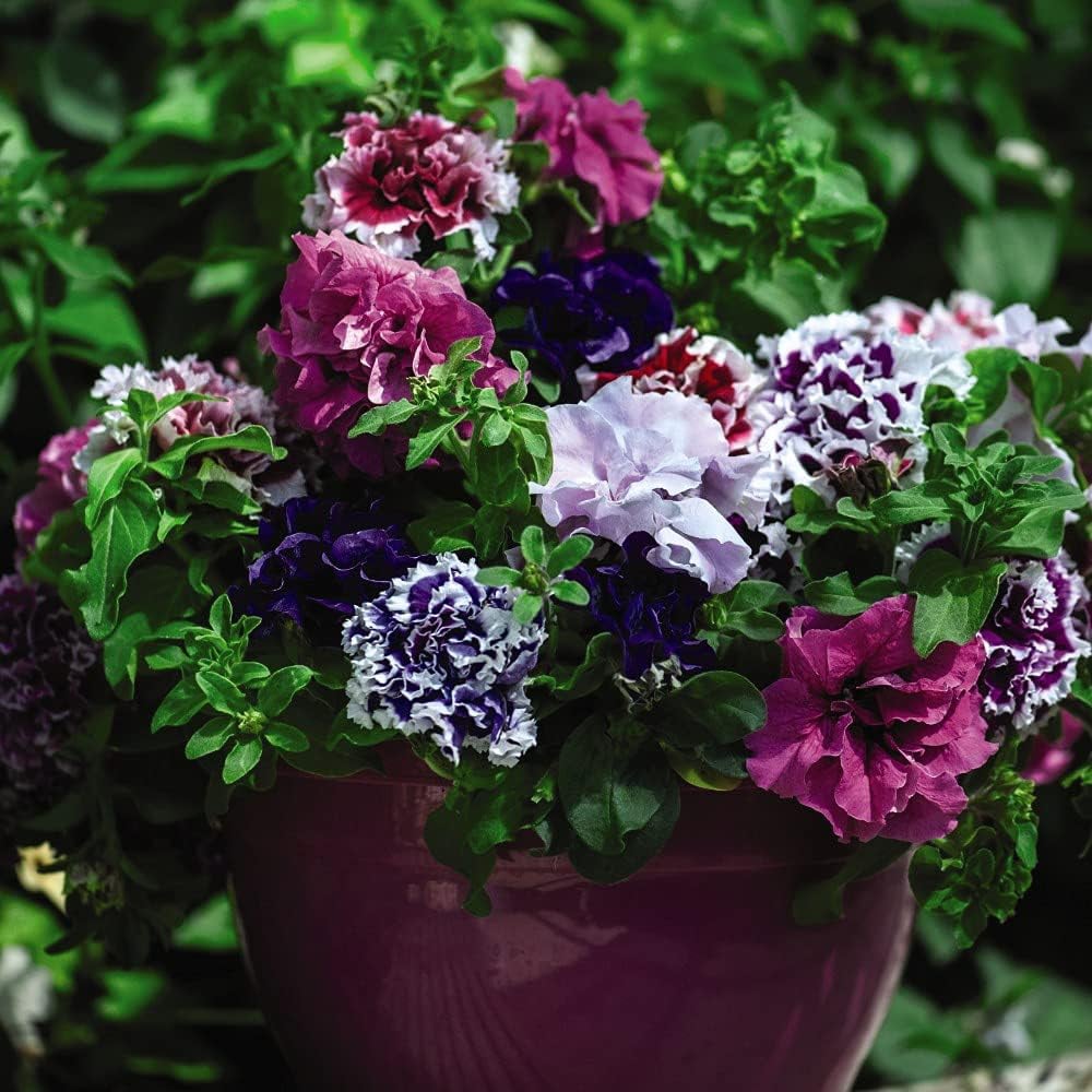 Thompson and Morgan Petunia Double Orchid Flower Mixed Plant Plug 72 Pack Image 3