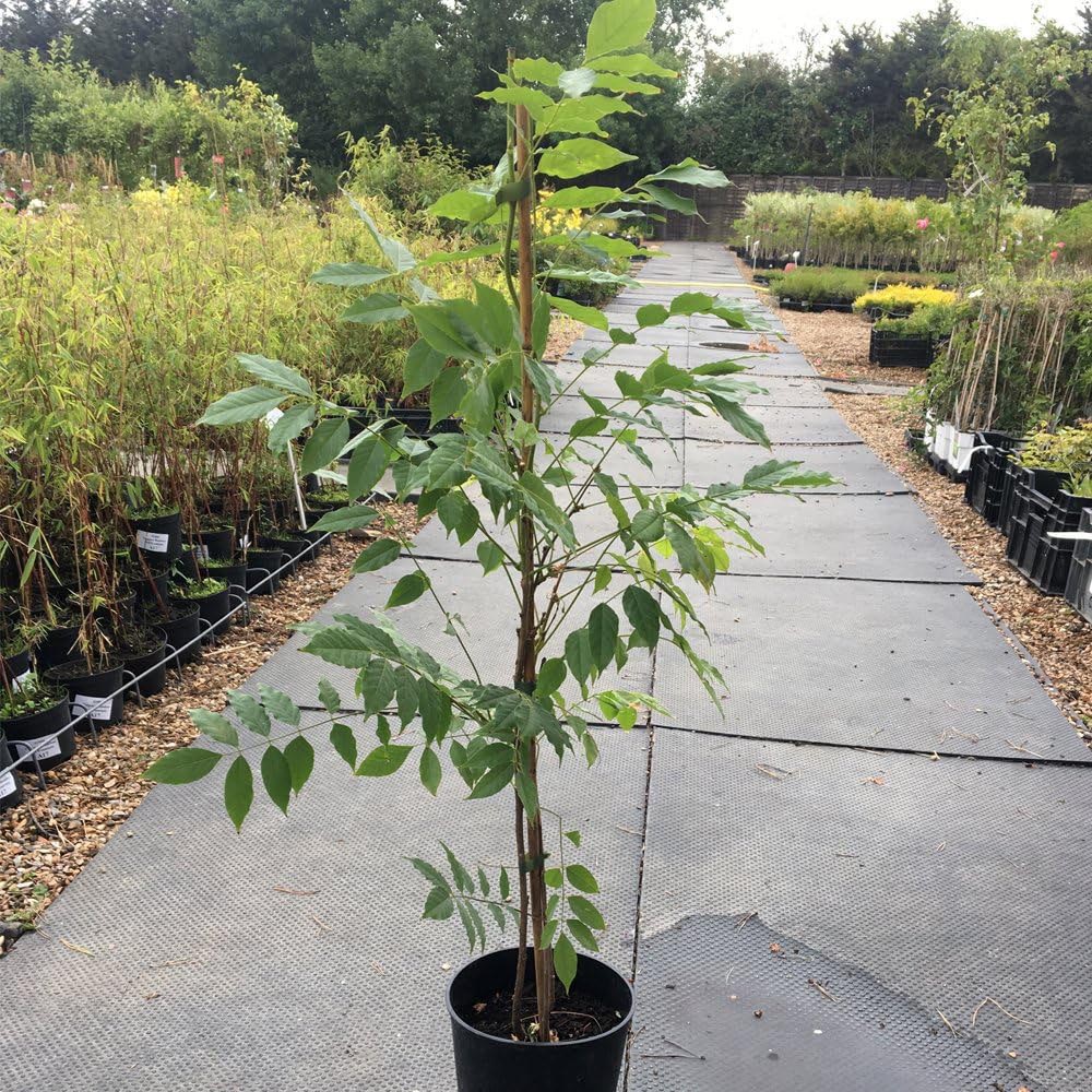 Thompson and Morgan Wisteria Prolific Plant Pot 1.5L Image 7