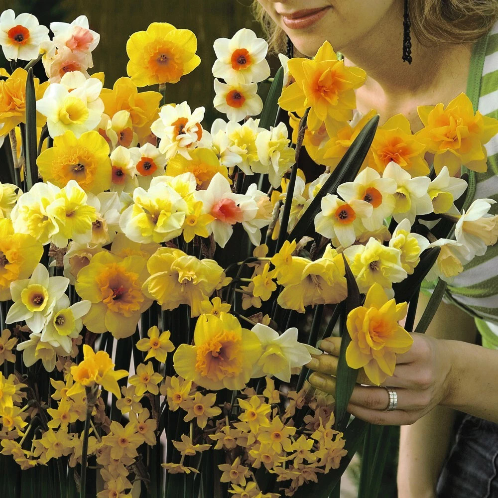 Thompson and Morgan Daffodil Sweet Aroma Mixed Spring Planting Bulb 16 Pack Image 4