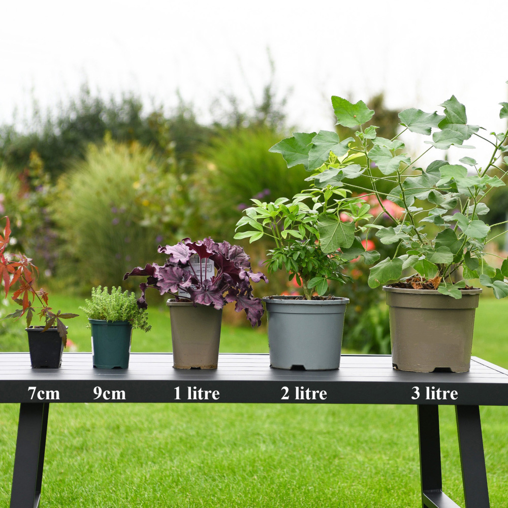 Thompson and Morgan Clematis Montana Mayleen Plant Pot 7cm with Tower Pot Kit Image 7