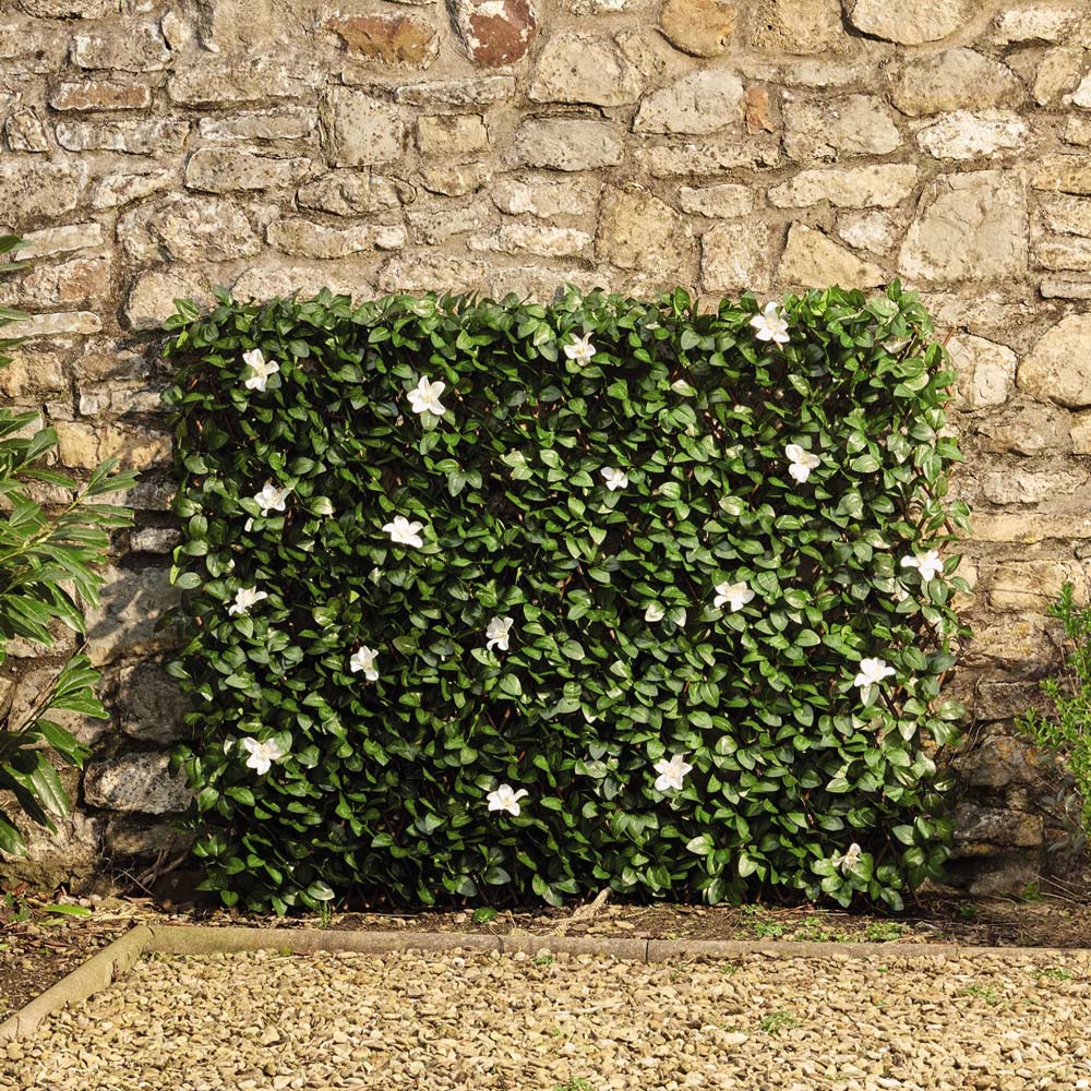 Thompson & Morgan Waltons Artificial White Flower Folding Hedge Trellis 1 x 2m Image 2