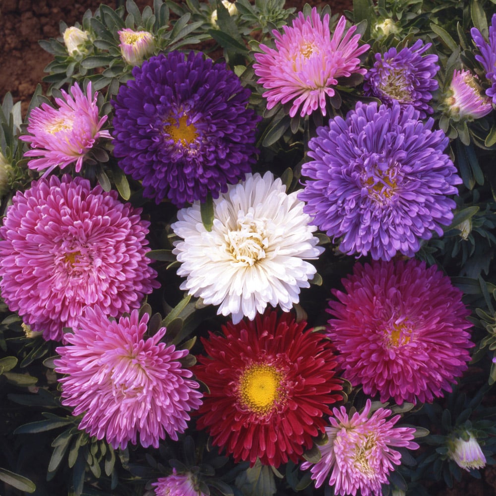 Thompson and Morgan Aster Starlight Mixed Garden Ready Plant 15 Pack Image 1