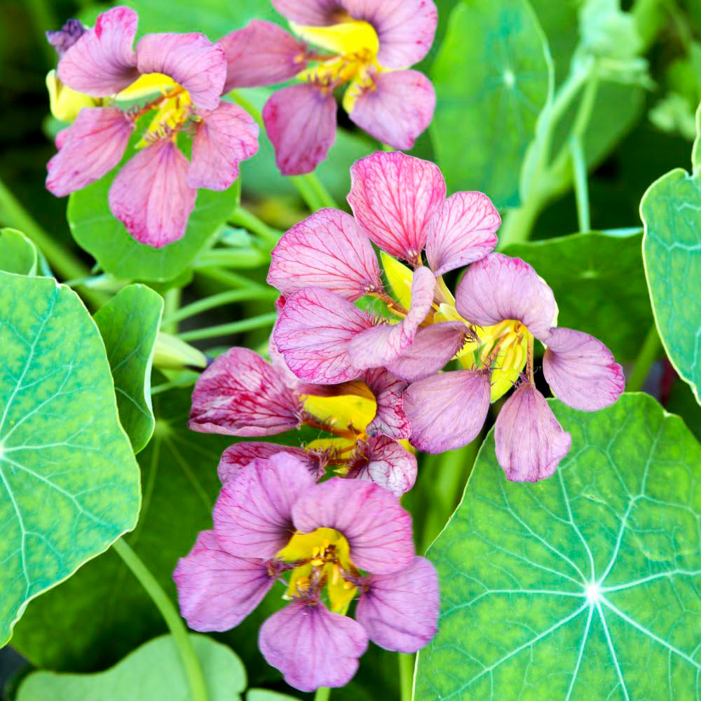 Thompson and Morgan Nasturtium Purple Emperor Seeds Image 1