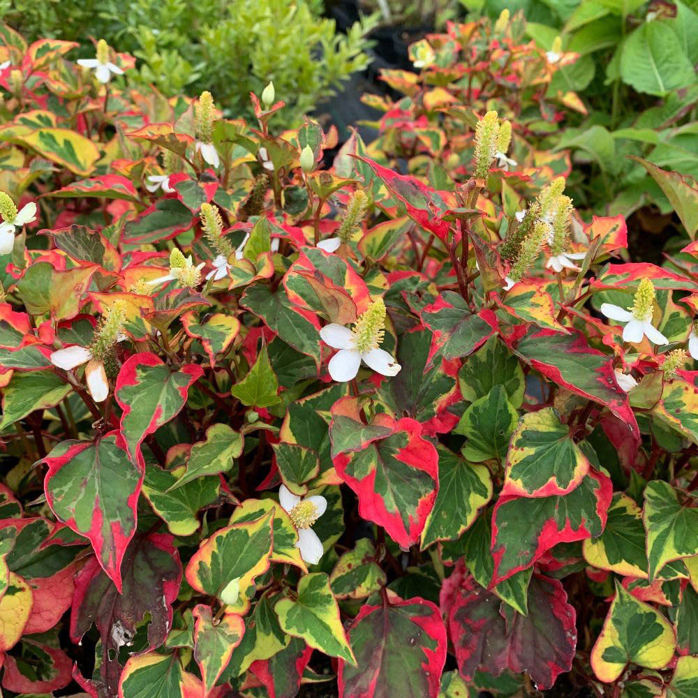 Thompson and Morgan Houttuynia Cordata Chameleon Plant Pot 1L 3 Pack Image 3