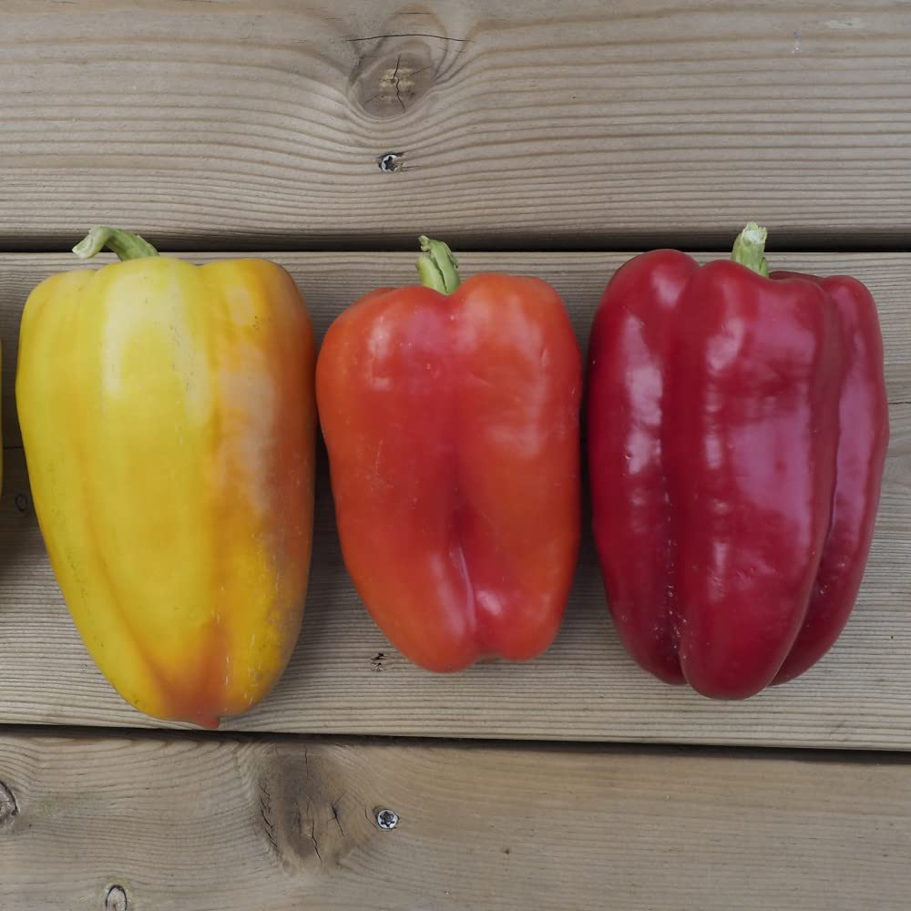 Thompson and Morgan Pepper Sweet Flamingo Plant Pot 9cm Image 3