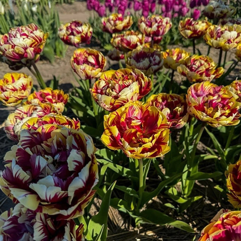 Thompson and Morgan Tulip El Cid Dubbel Red and Golden Yellow Planting Bulb 8 Pack Image 4