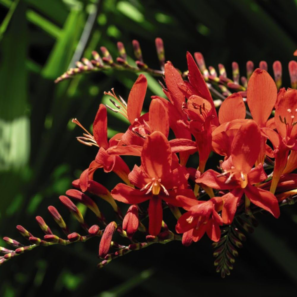 Thompson and Morgan Crocosmia Lucifer Potted Plant 1L 2 Pack Image 1