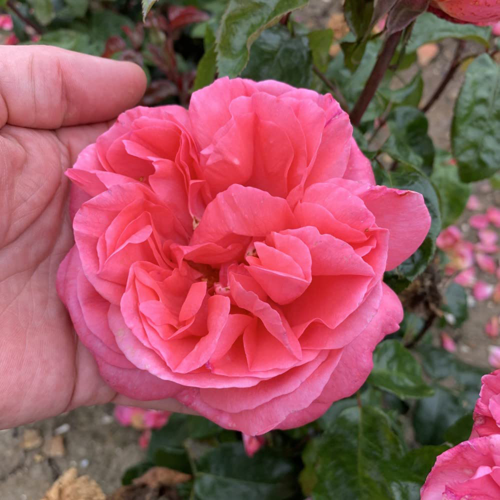 Thompson and Morgan Rose Bush Special Anniversary Bare Root Image 4