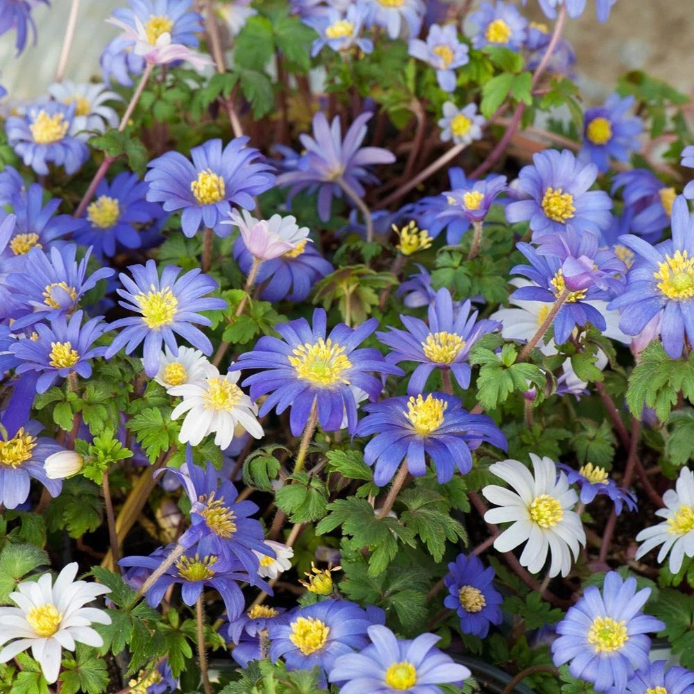 Thompson and Morgan Mixed Spring Planting Bulb 100 Pack Image 9