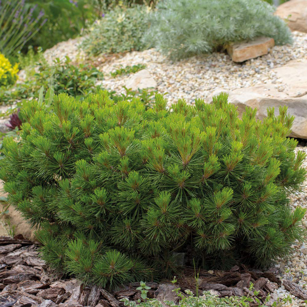 Thompson and Morgan Pinus Mugo Pumilio Creeping Pine Plant Pot 3L Image 2