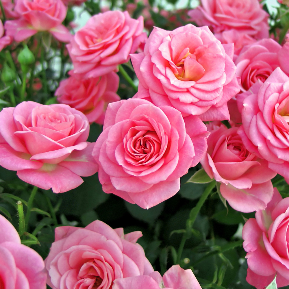 YouGarden Rose Garden Glamour Collection Bare Root 5 Pack Image 6