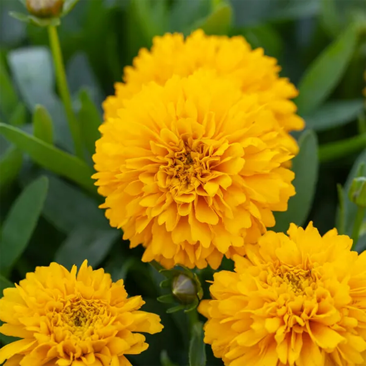 Coreopsis Golden Sphere - Golden Image