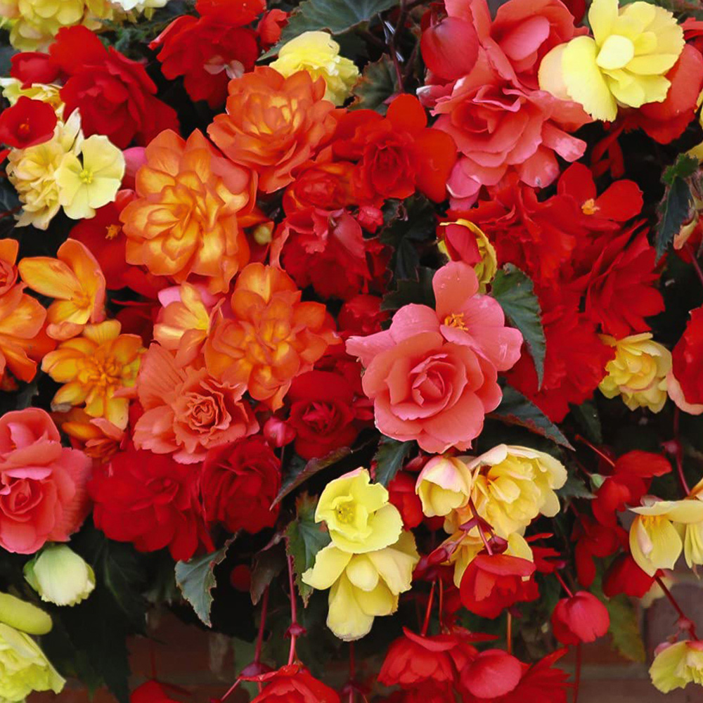 Thompson and Morgan Begonia Illumination Mixed Garden Ready Plant 30 Pack Image 1