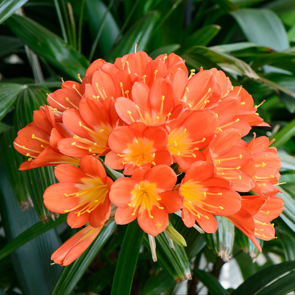 Thompson and Morgan Christmas Gift Clivia Miniata Plant Pot 13cm Image 4