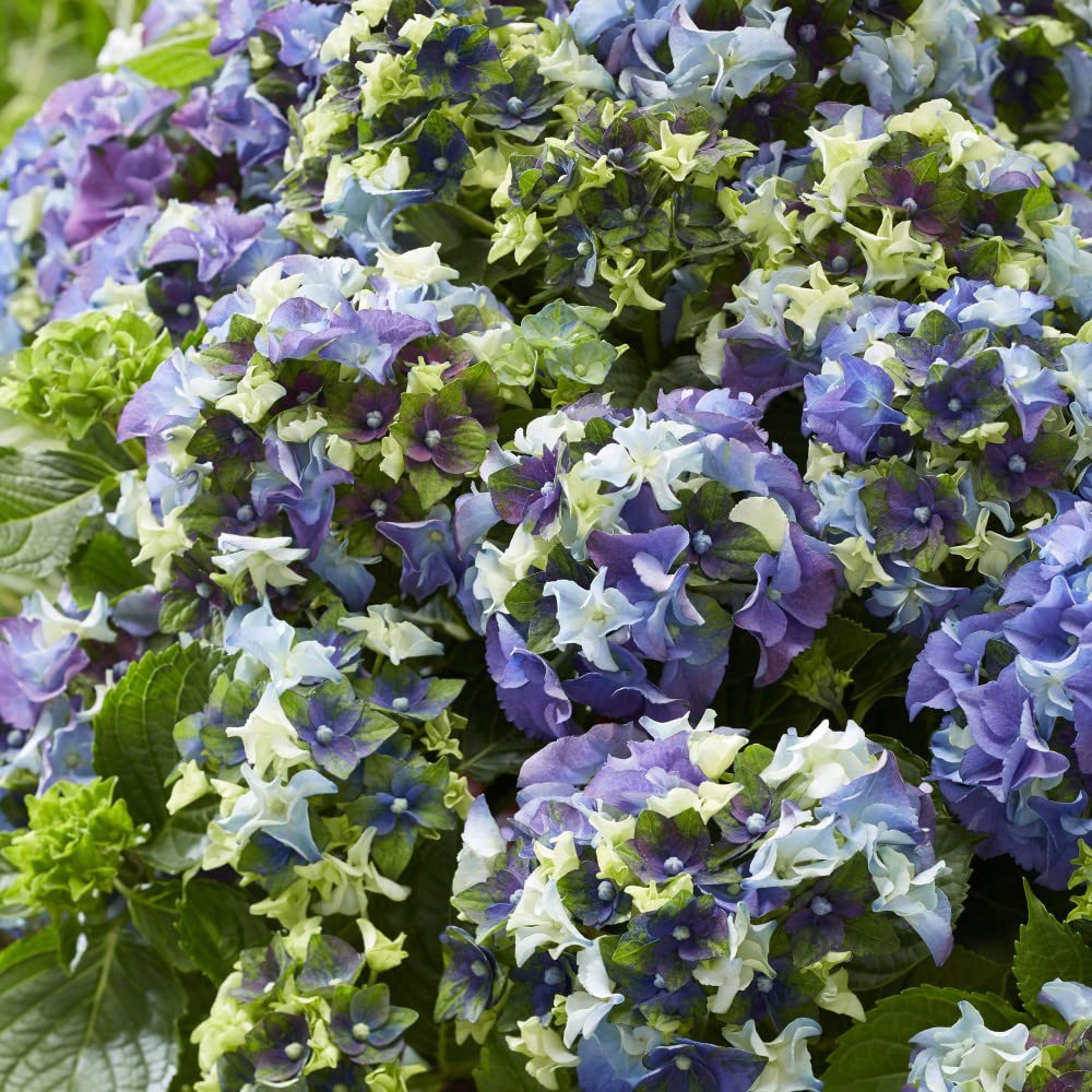 Thompson and Morgan Hydrangea Lady Mata Hari Blue Plant Pot 2L Image 5
