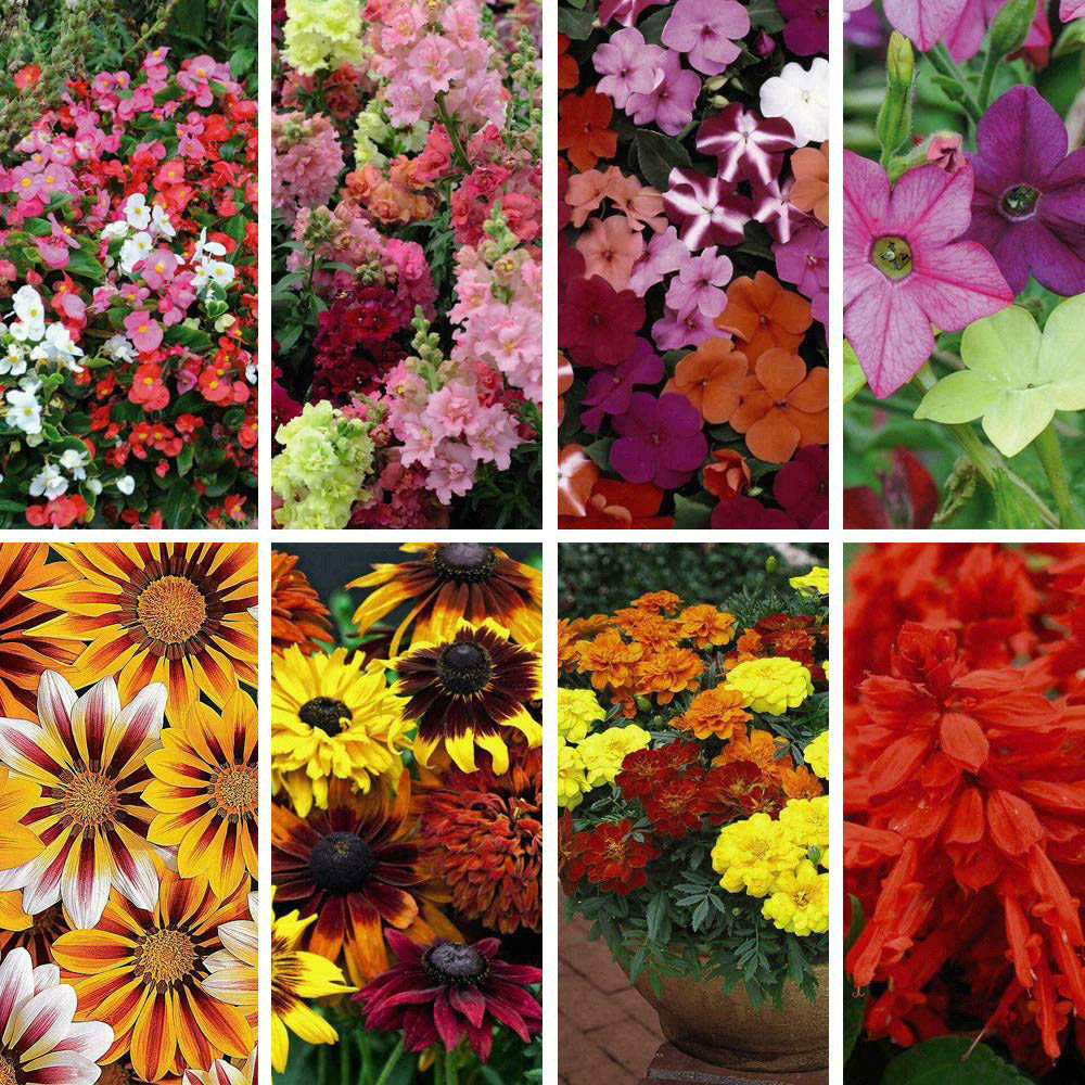 Thompson and Morgan Nurserymans Choice Annual Bedding Mixed Plant Plug 144 Pack Image 1