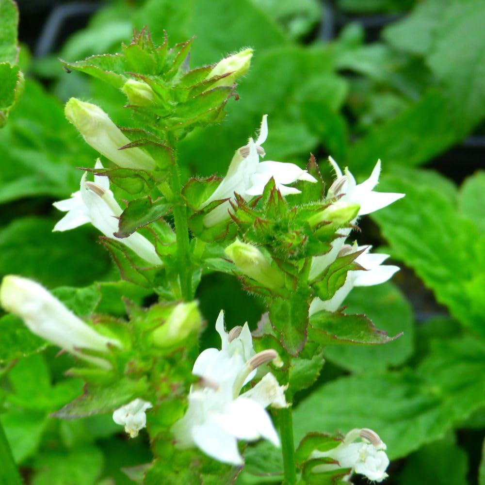 Thompson and Morgan Lobelia Siphilitica Alba Plant Pot 9cm 3 Pack Image 1