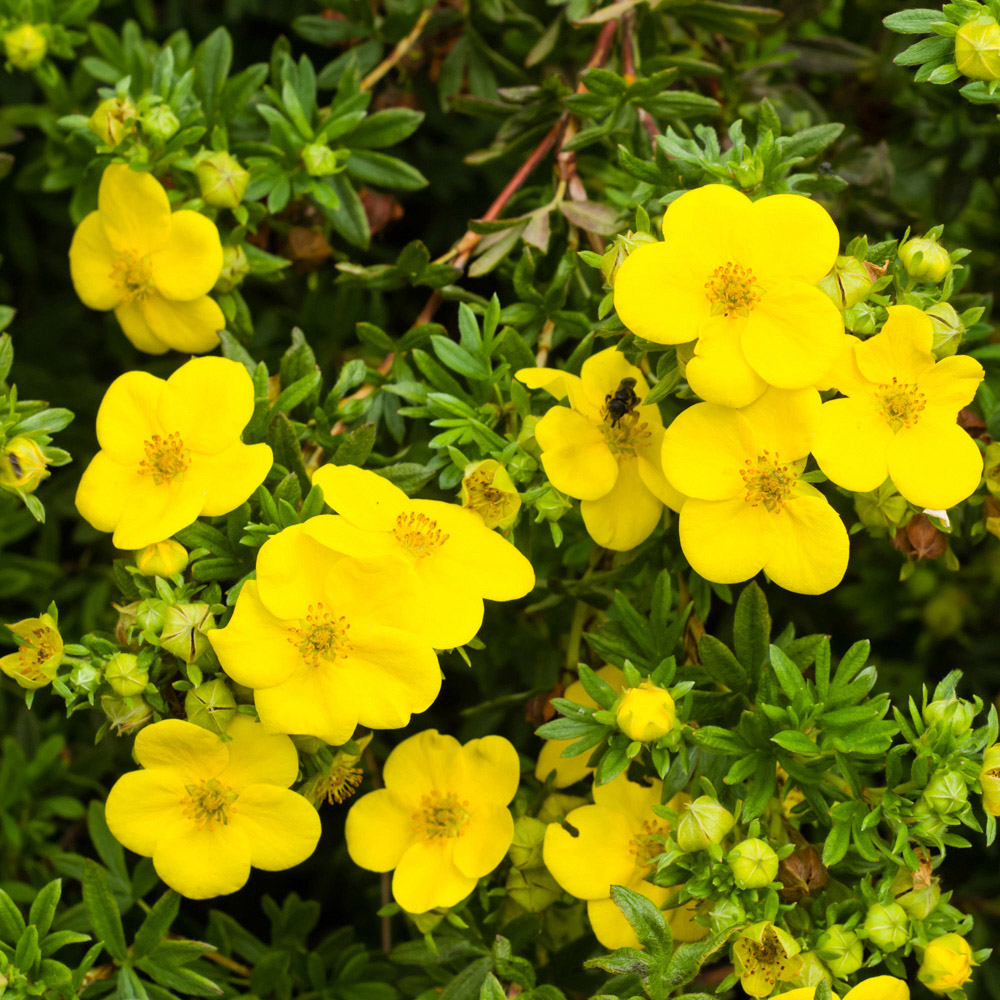 YouGarden Summer Flowering Hardy Shrub Collection 6 Pack Image 3