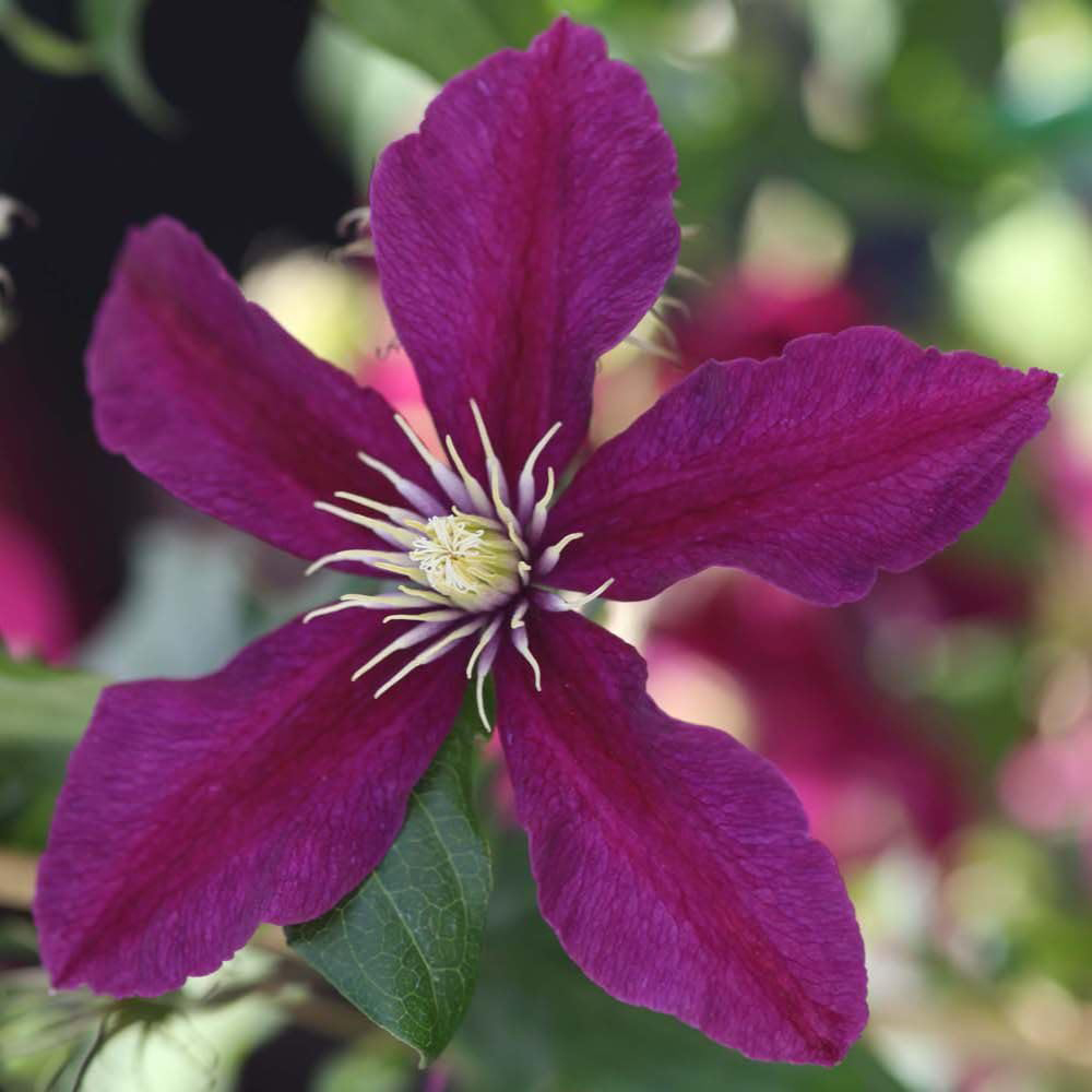 Thompson and Morgan Clematis Niobe Plant Pot 7cm Image 2