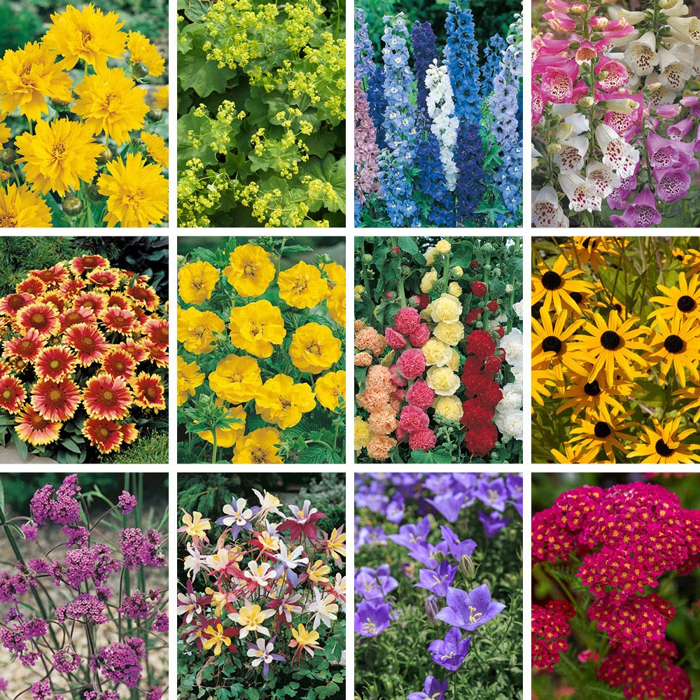 wilko Cottage Garden Assorted Perennial Collection 12 Plugs Image 1