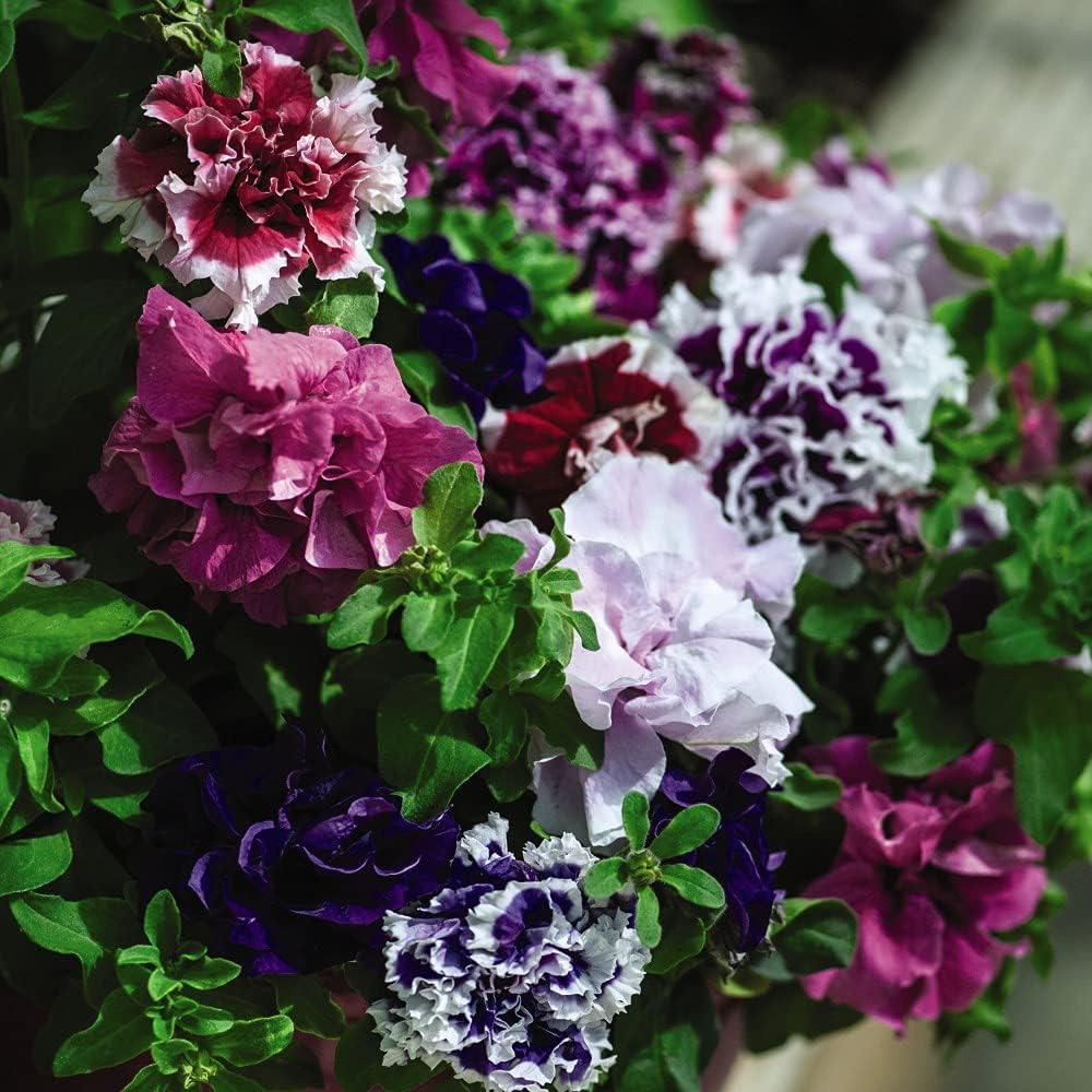 Thompson and Morgan Petunia Double Orchid Flower Mixed Plant Plug 36 Pack Image 1