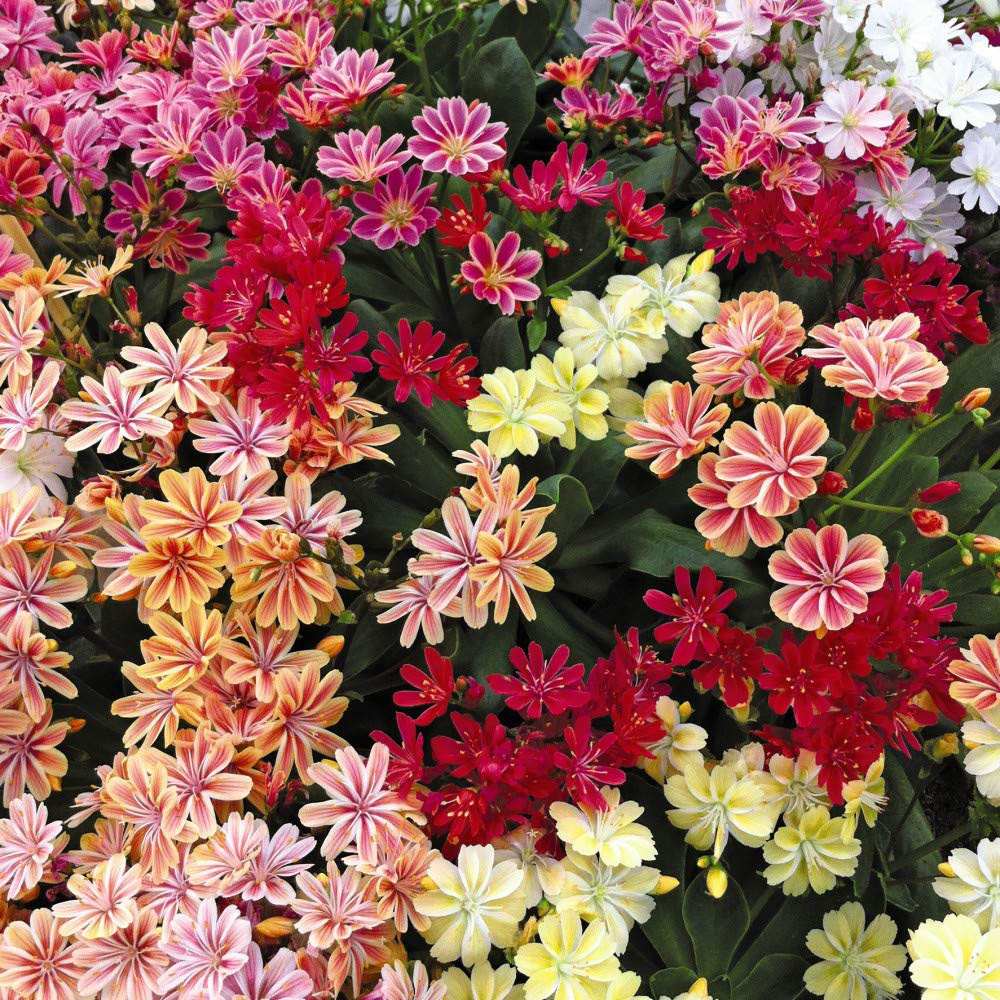 Thompson and Morgan Lewisia Elise Mixed Plant Plugs 48 Pack Image 1