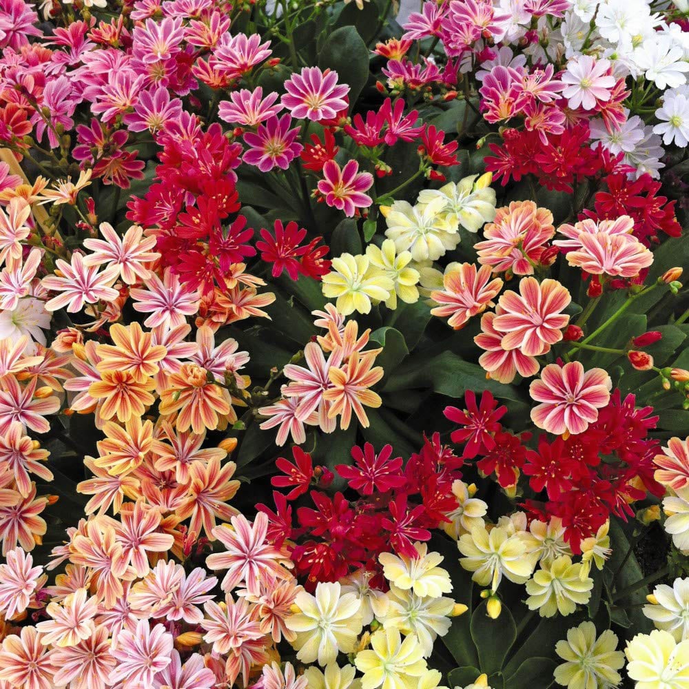 Thompson and Morgan Lewisia Elise Mixed Plant Plugs 12 Pack Image 1