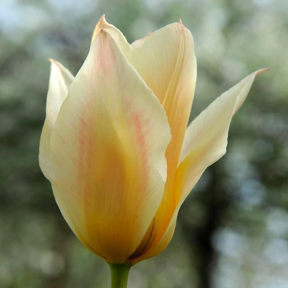 Thompson and Morgan Tulip Fur Elise Planting Bulb 32 Pack Image 5
