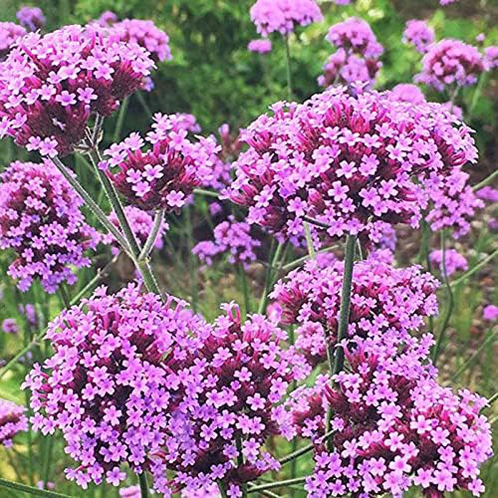 Thompson and Morgan Verbena Buenos Aires Plant Plug 48 Pack Image 5