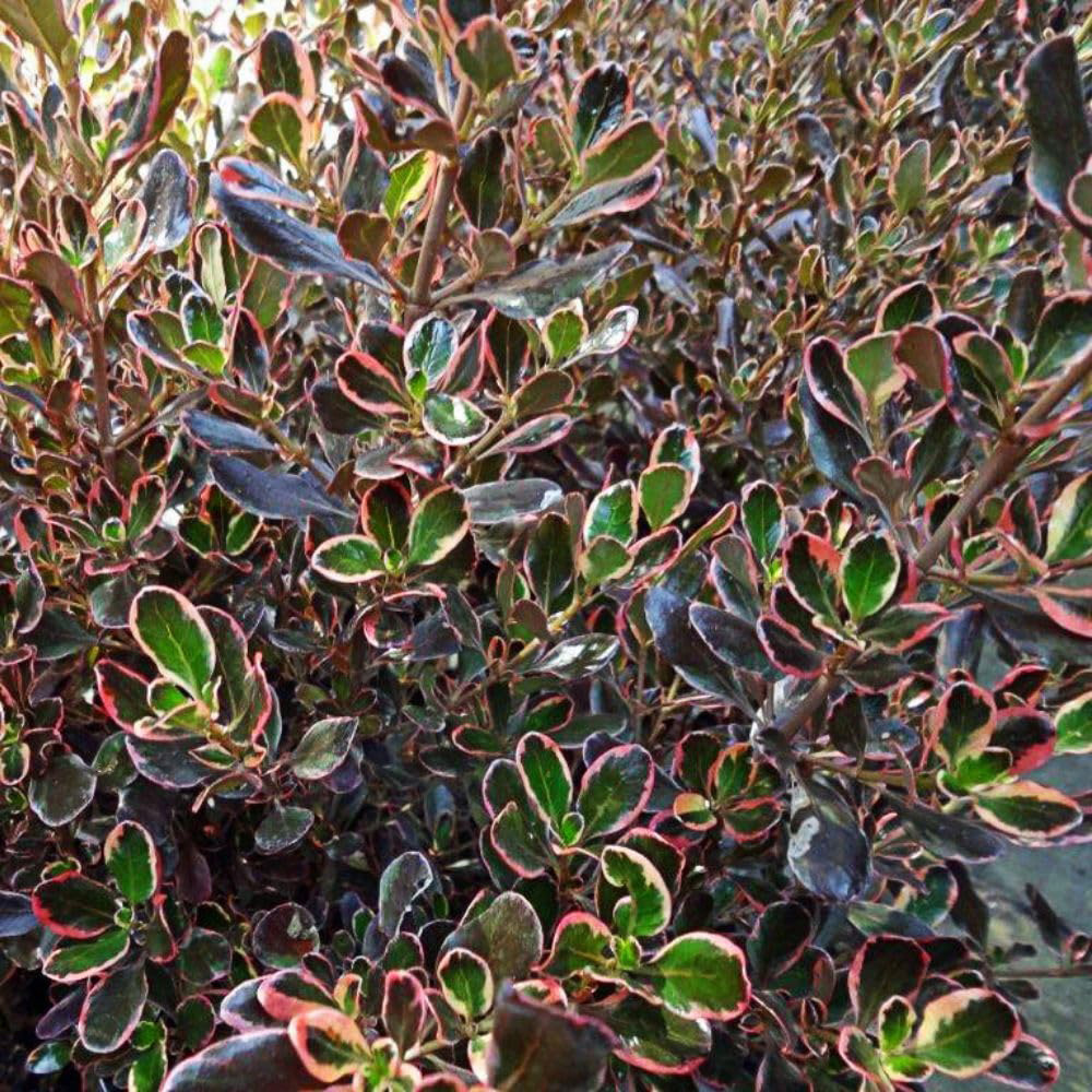 Thompson and Morgan Coprosma Repens Pacific Dawn Plant Pot 3L Image 1