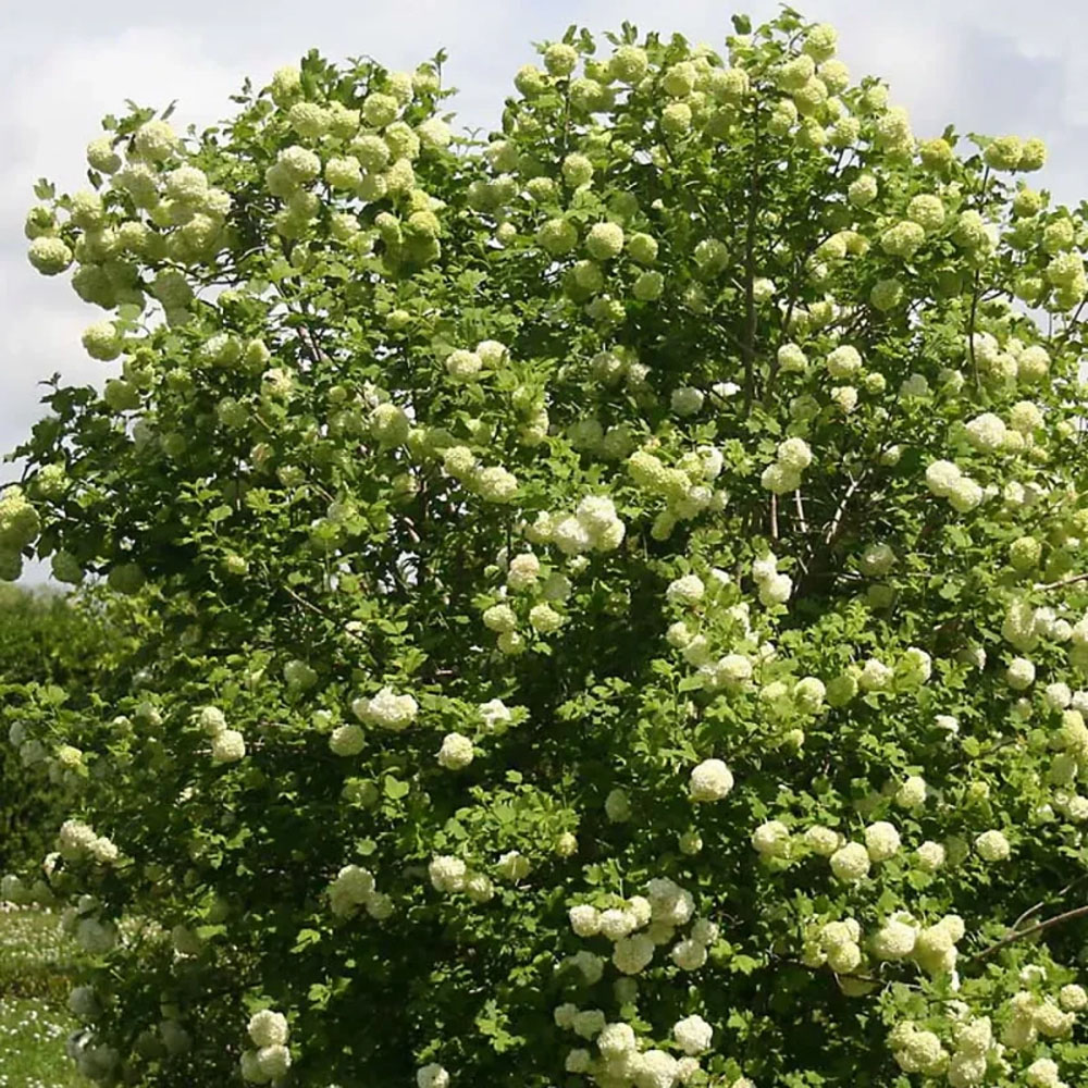 Thompson and Morgan Viburnum Opulus Snowball Shrub Plant Pot 9cm 3 Pack Image 2