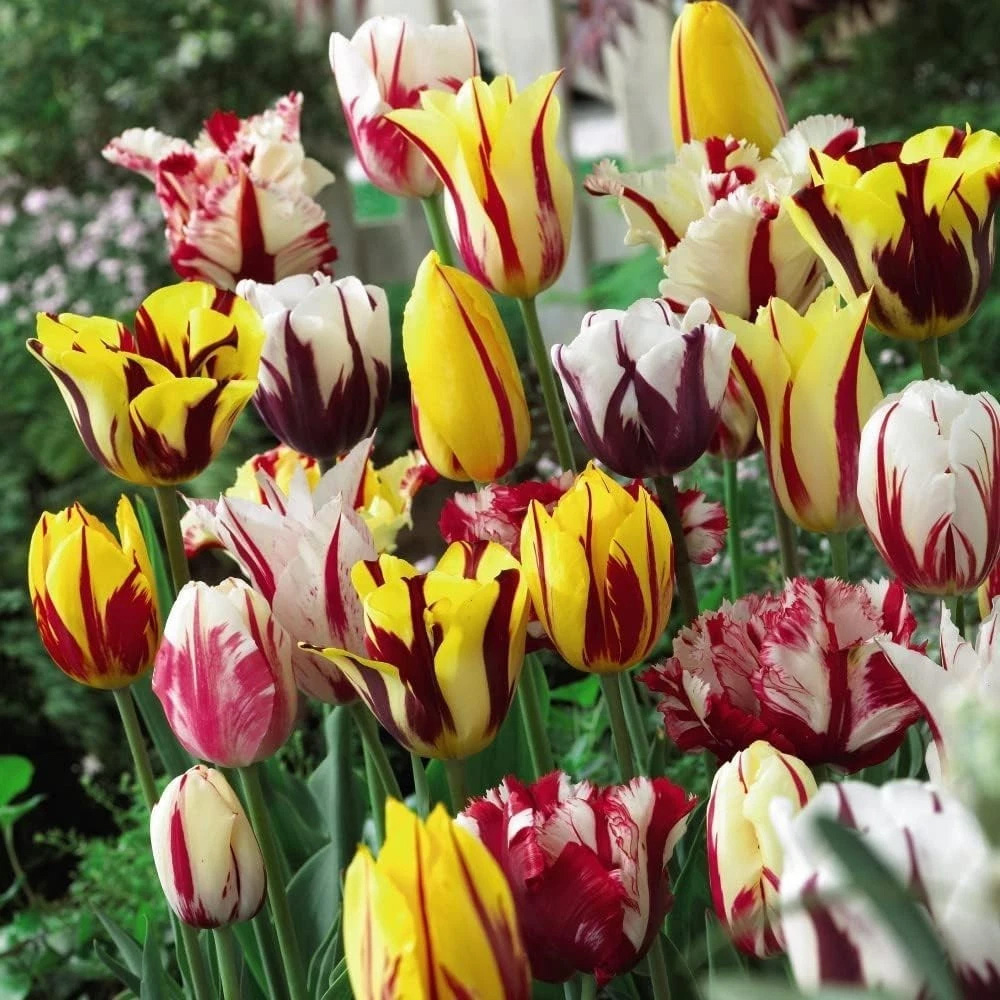 Thompson and Morgan Tulip Rembrandt Mixed Planting Bulb 16 Pack Image 4