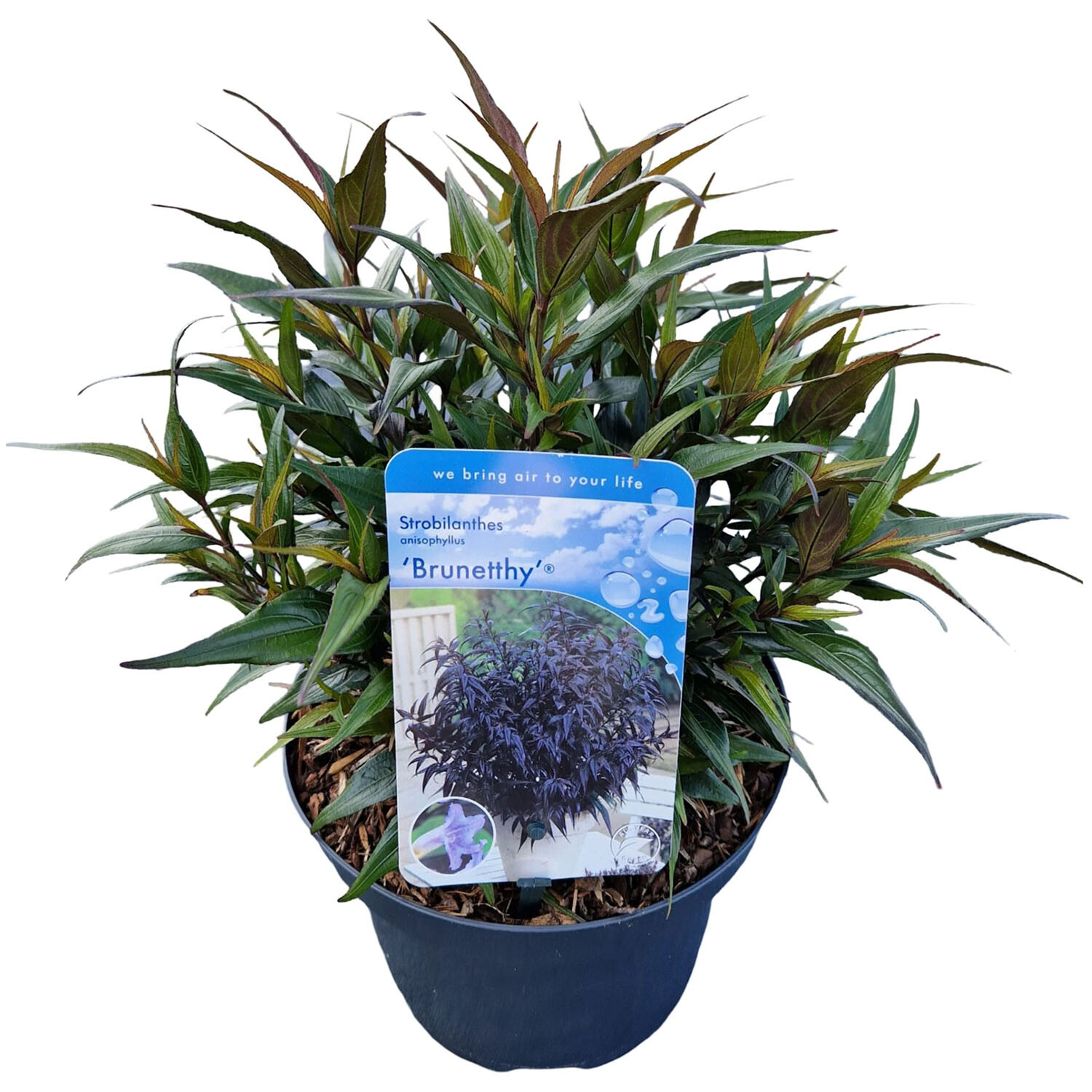 Strobilanthes Brunetthy - Purple Image