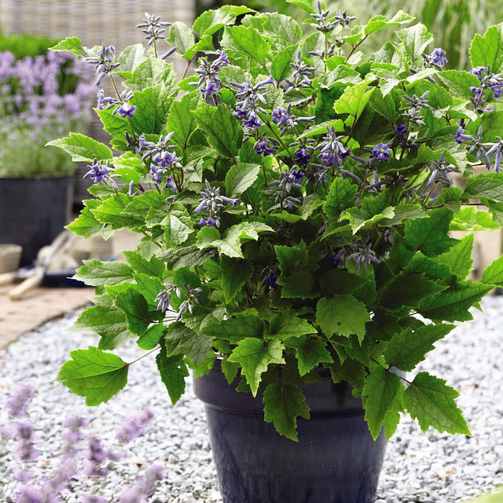 Thompson and Morgan Clematis New Love Plant Pot 7cm 3 Pack Image 2