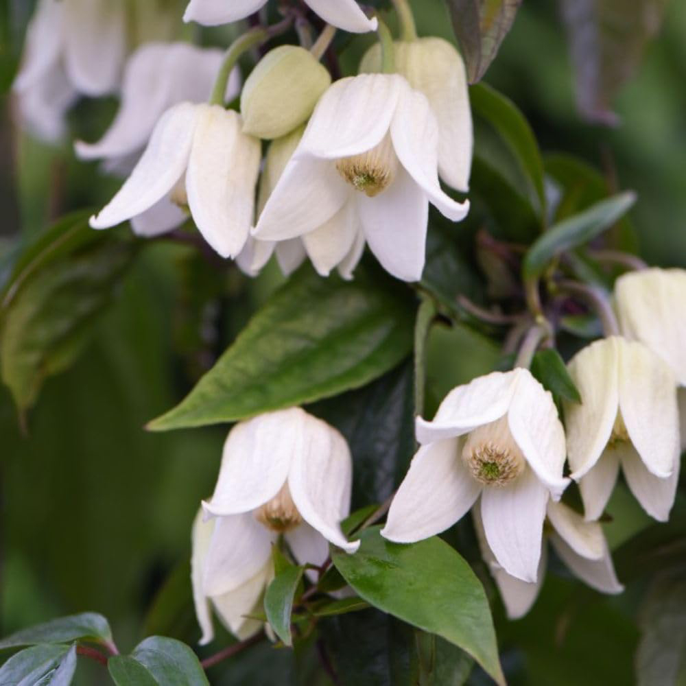 Thompson and Morgan Clematis Winter Beauty Tower Pot 7cm 2 Pack Image 6