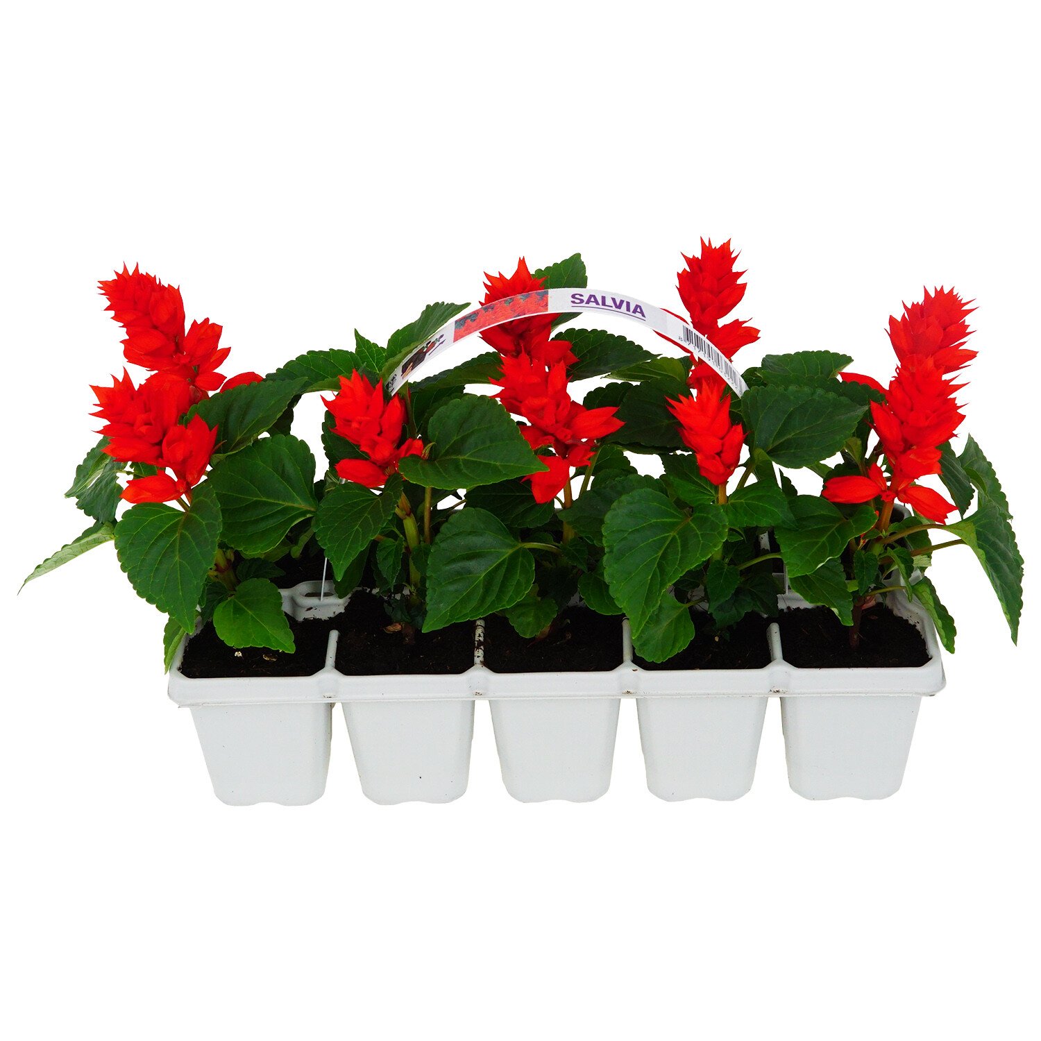Pack of 10 Salvia Bedding - Red Image