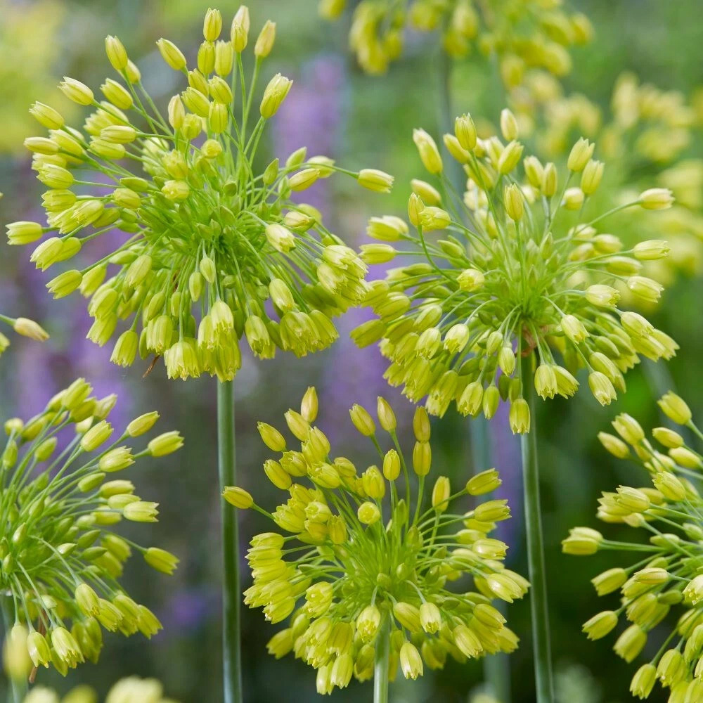 Thompson and Morgan Allium Yellow Fantasy Planting Bulb 12 Pack Image 1