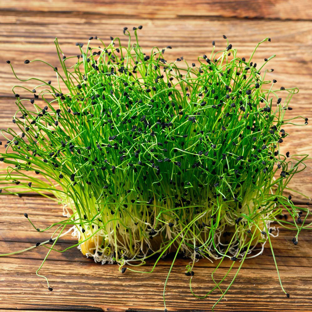 Thompson and Morgan Microgreens Chives Garlic Seeds Image 4