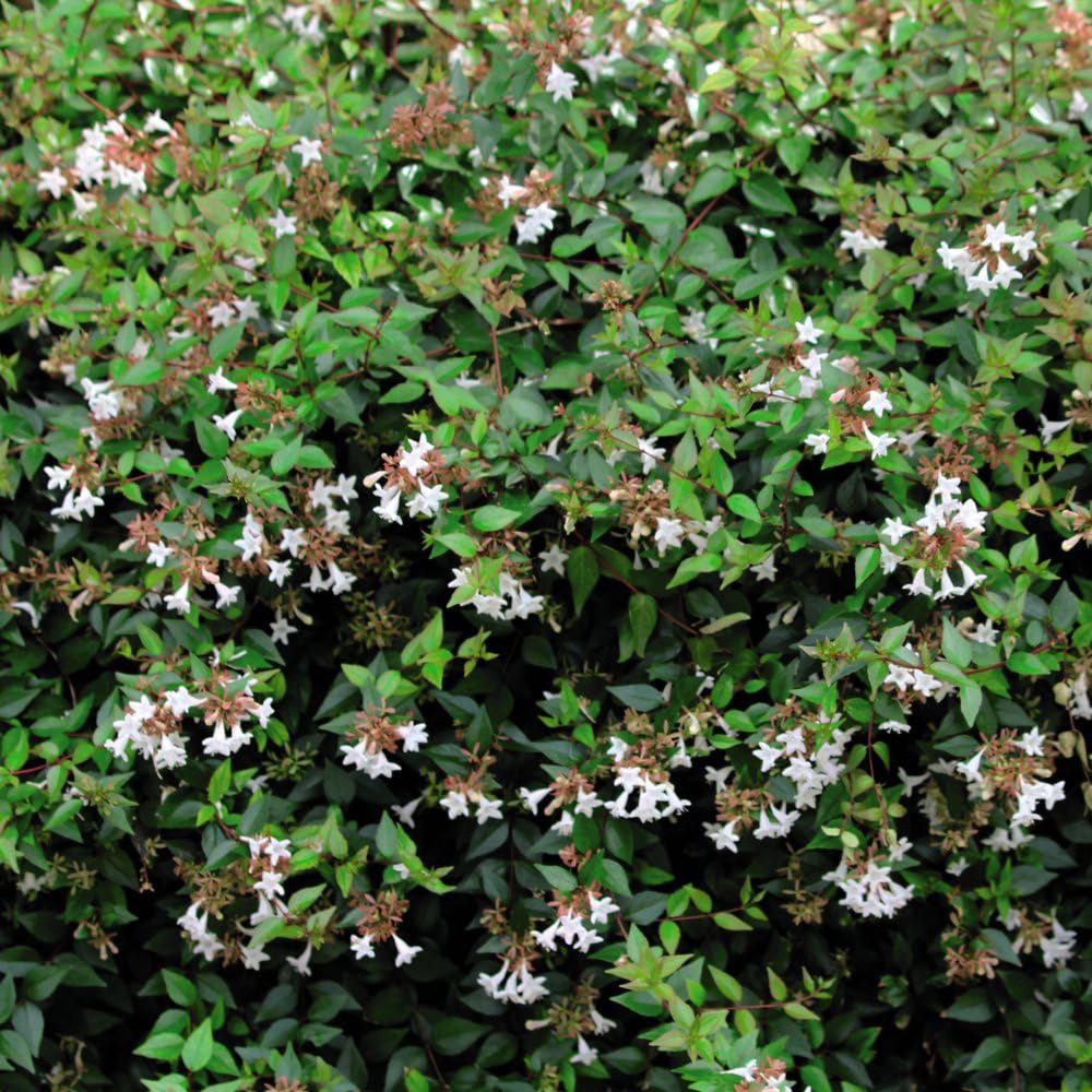 Thompson and Morgan Abelia Grandiflora Plant Pot 3.5L 2 Pack Image 3