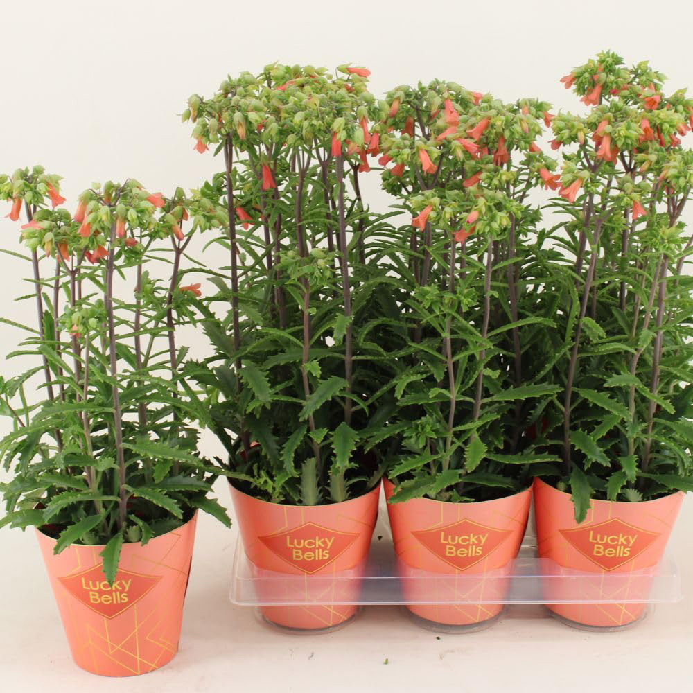Thompson & Morgan Kalanchoe Blossfeldiana Lucky Bells Plant Pot 14cm 2 Pack Image 2