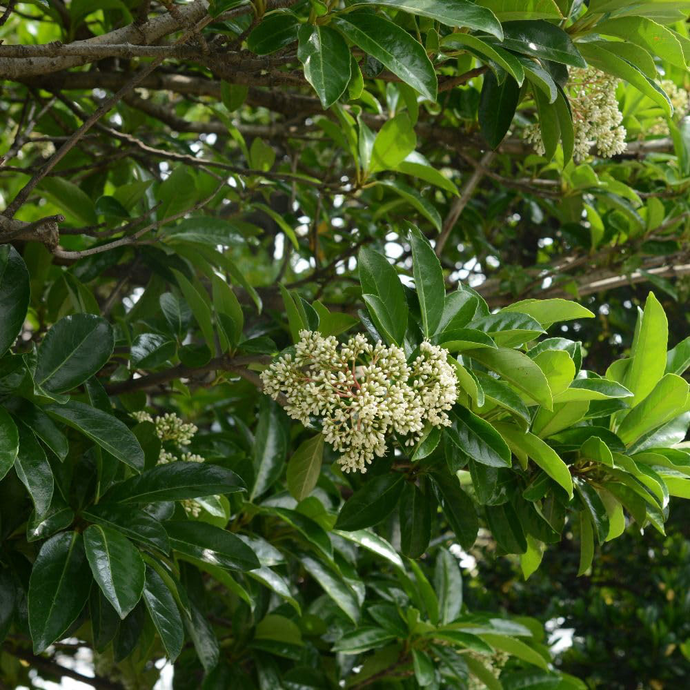 Thompson and Morgan Viburnum Odoratissimum Plant Pot 12L Image 1