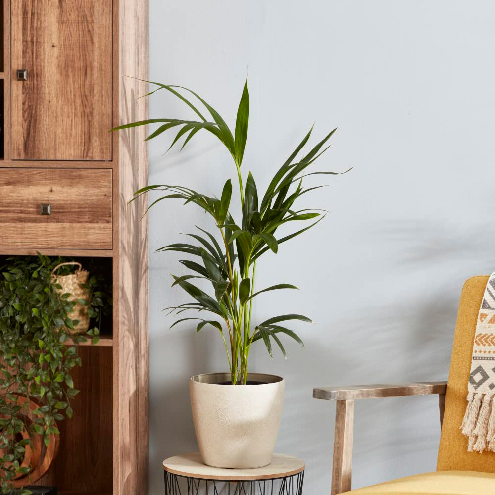 Thompson and Morgan Almost Unkillable Collection House Plant Pot 12cm 3 Pack Image 4