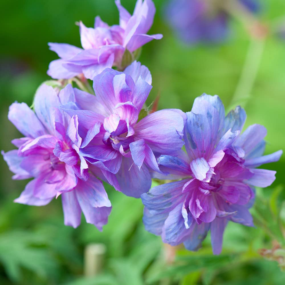 Thompson and Morgan Geranium Double Plenum Caeruleum Bare Root 3 Pack Image 2