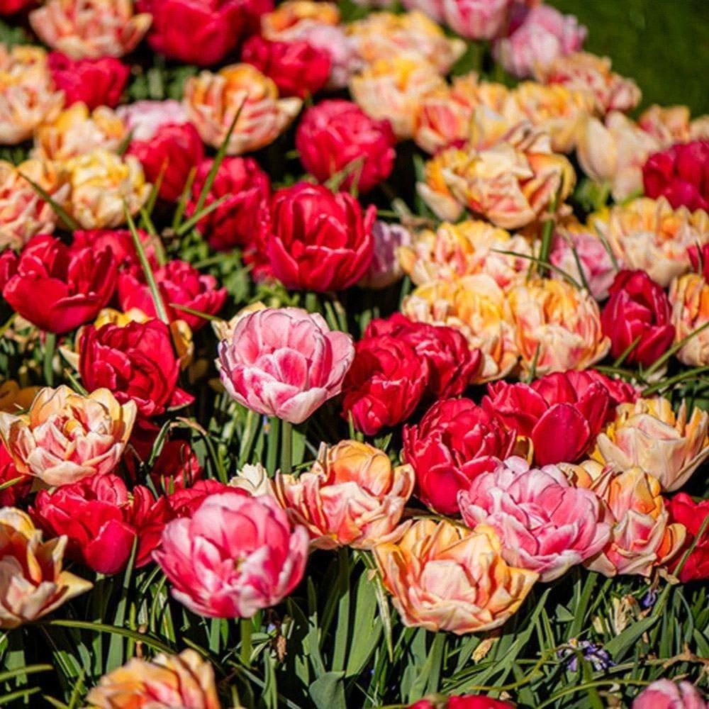 Thompson and Morgan Tulip Foxtrot Collection Planting Bulb 18 Pack Image 4